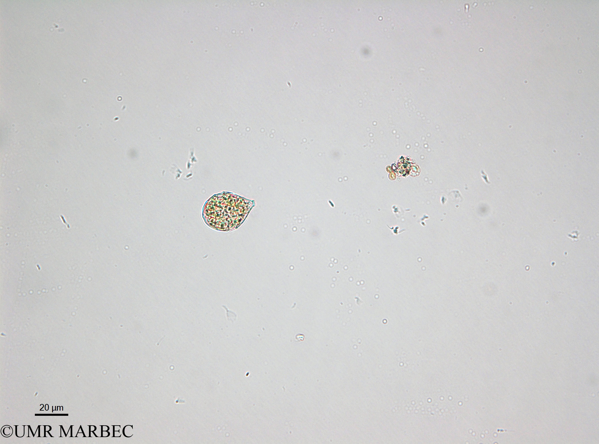phyto/Bizerte/bizerte_lagoon/RISCO April 2014/Scrippsiella spp (- 140730_001_ovl-5)(copy).jpg